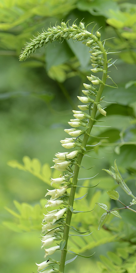 Digitalis lutea / Digitale gialla piccola